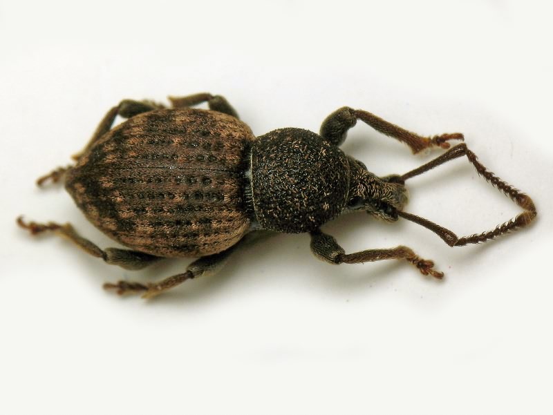 Otiorhynchus raucus (Fabricius, 1777)